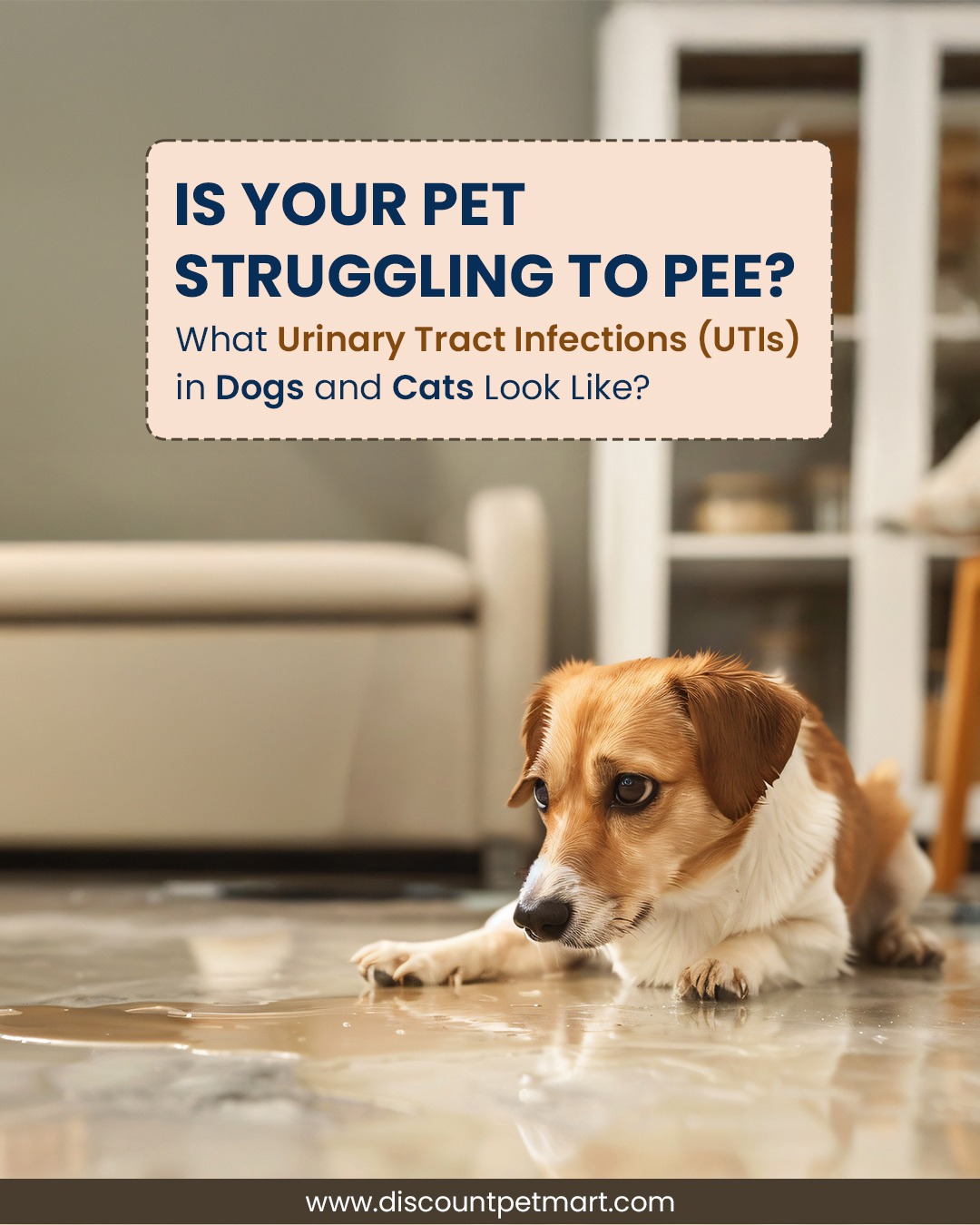 UTI in Dogs and Cats